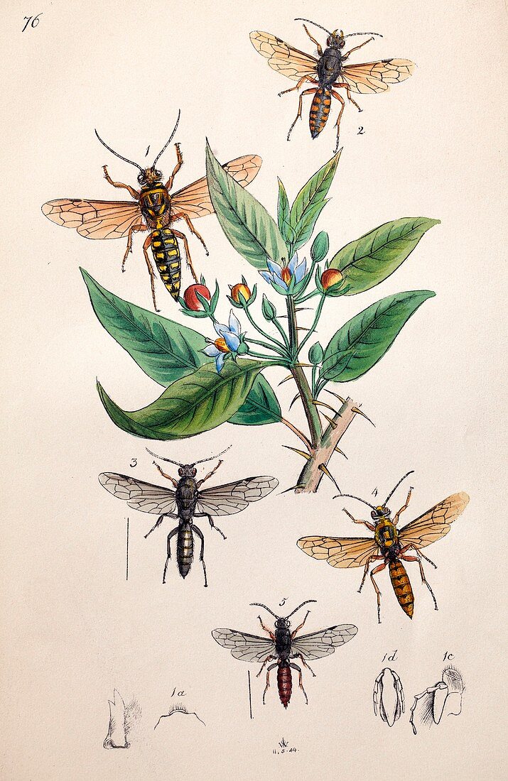 1845 Obadiah Westwood insect painting