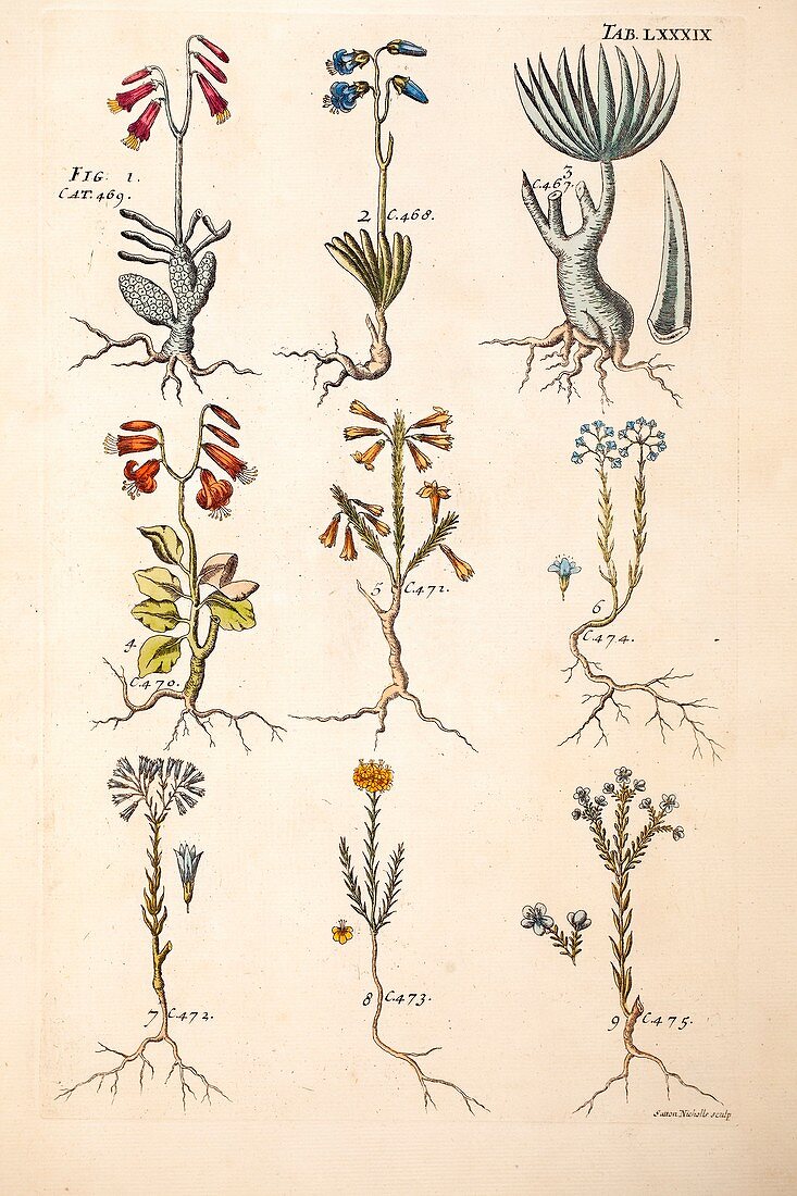 1767 Plate of plants from James Petiver