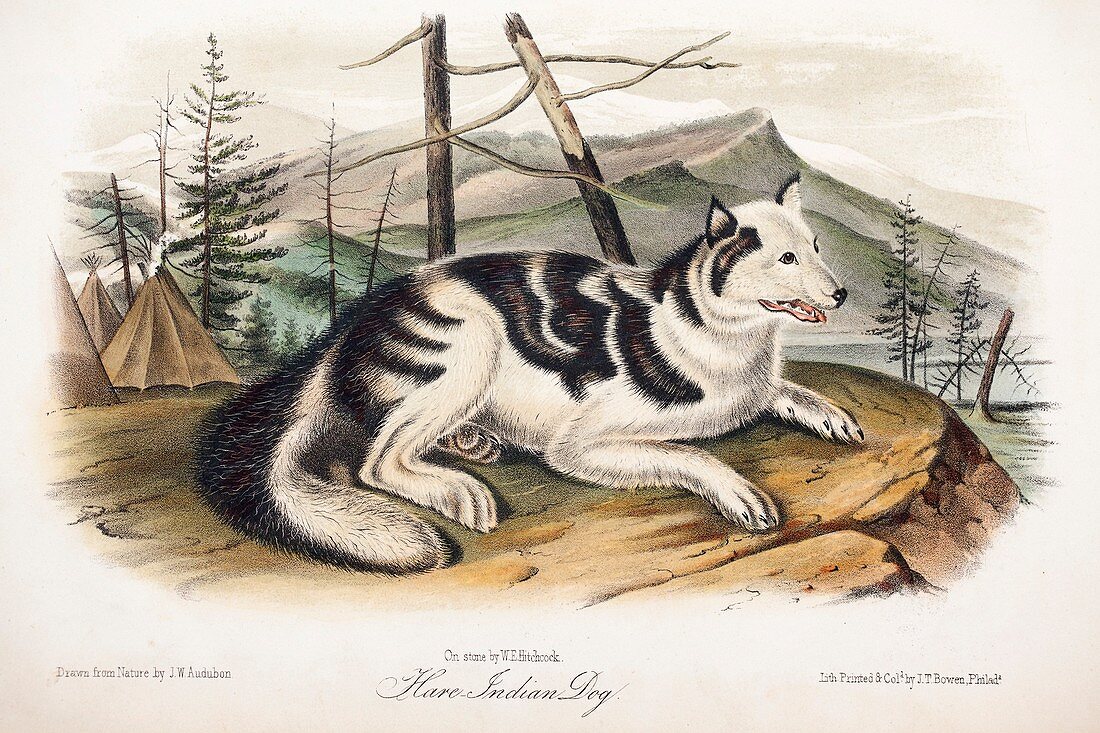 1846 Audubon extinct Hare dog breed