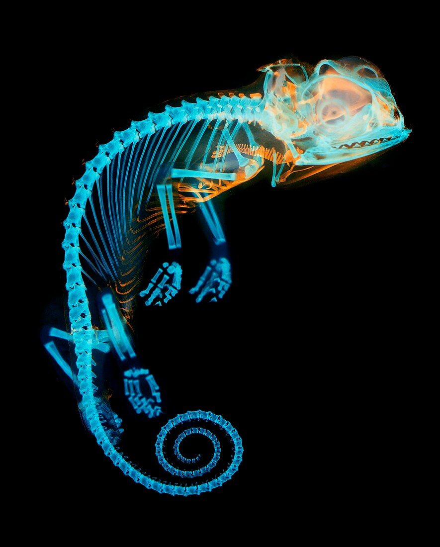 Chameleon embryo skeleton