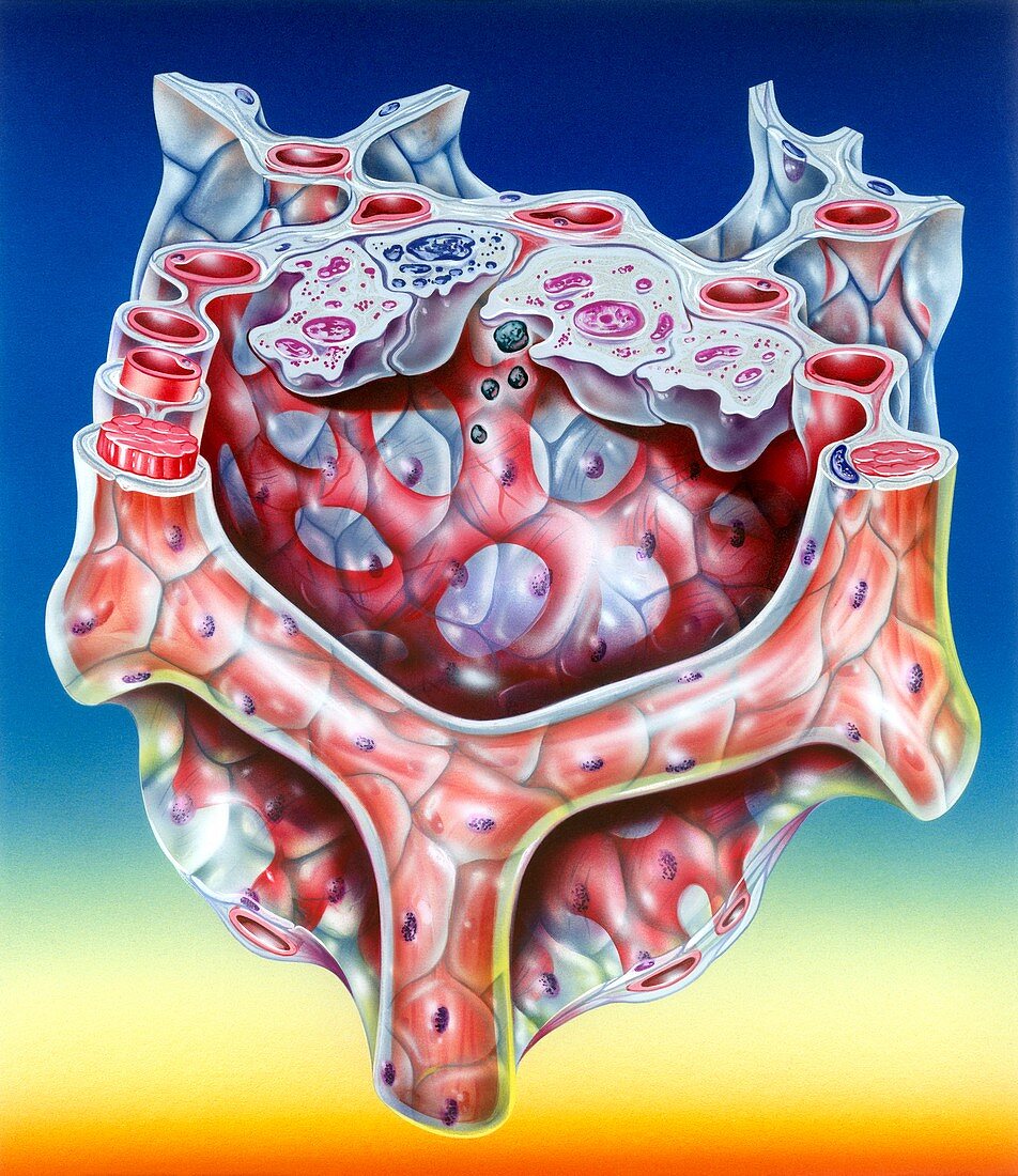 Lung alveolus anatomy,illustration