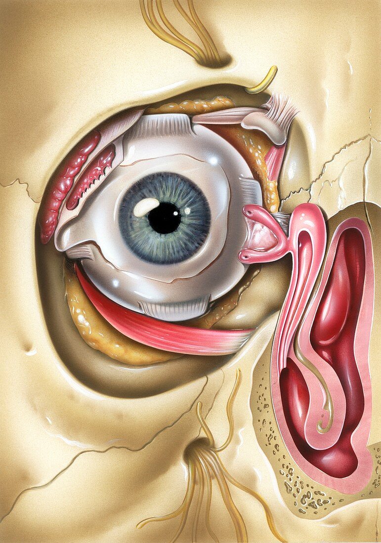 Lacrimal apparatus of the eye,artwork