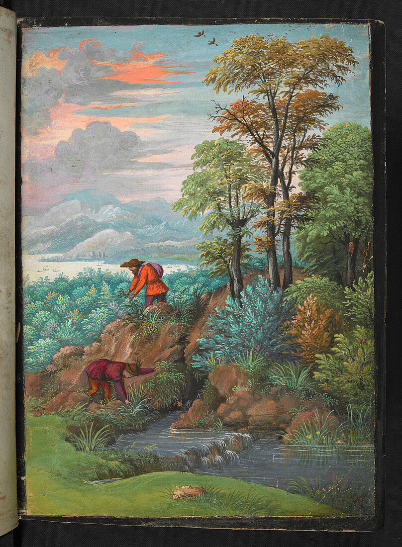 Collecting plants,16th century