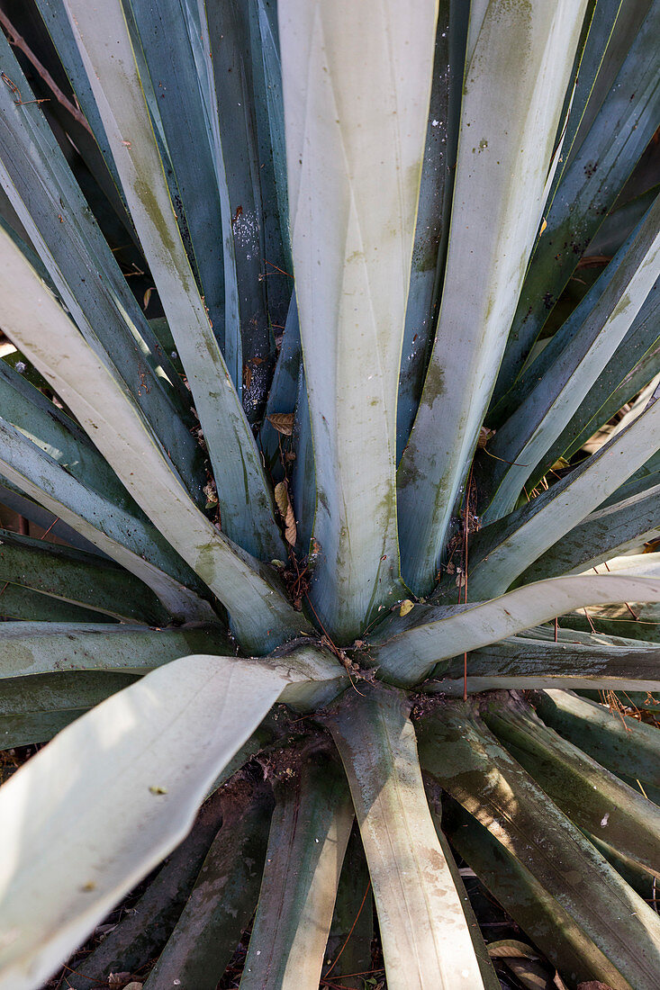 Maguey agave plant