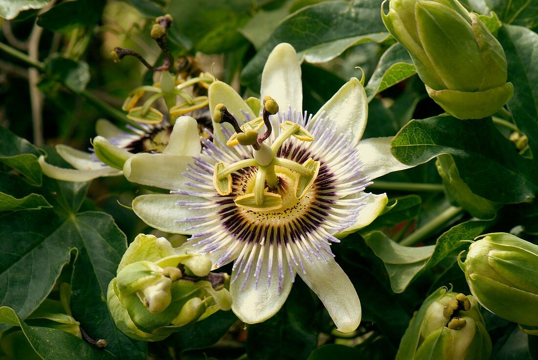 Passionflower (Passiflora caerulea)
