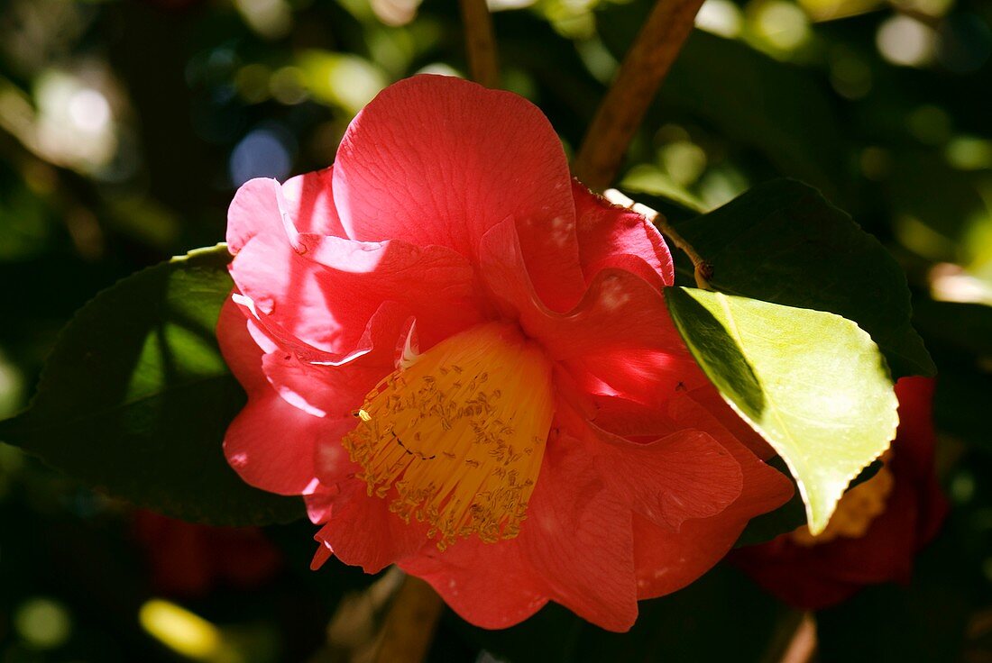 Camellia japonica 'R L Wheeler' flower