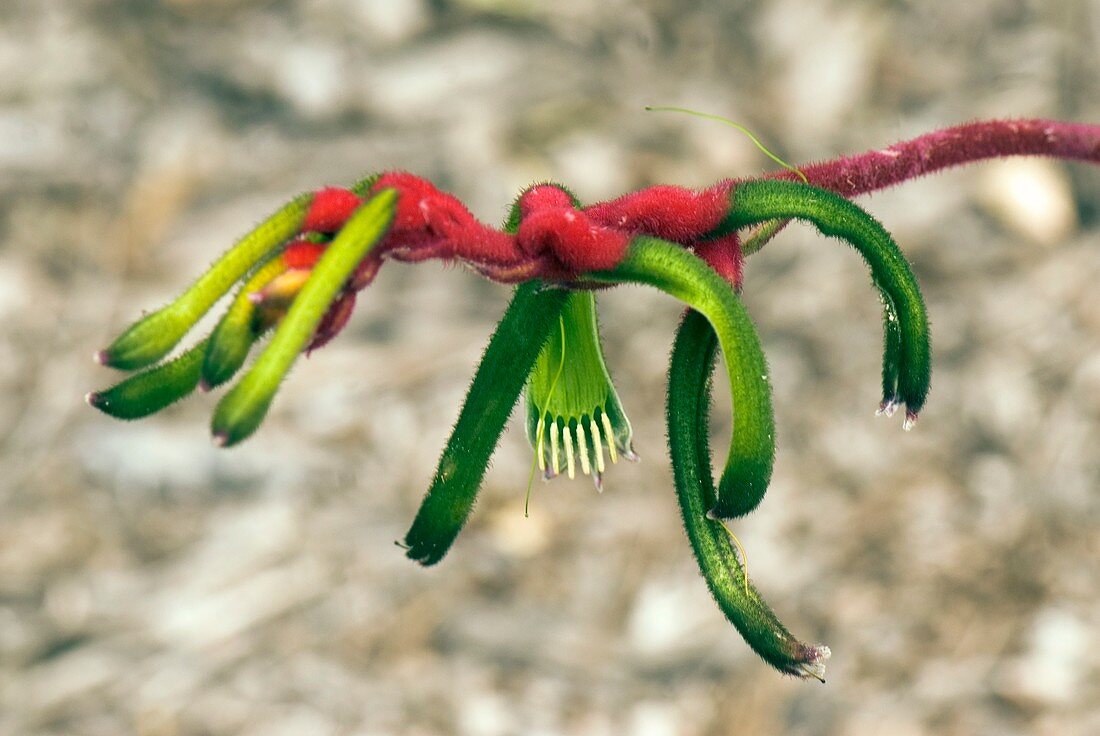 Anigozanthos manglesii flower buds