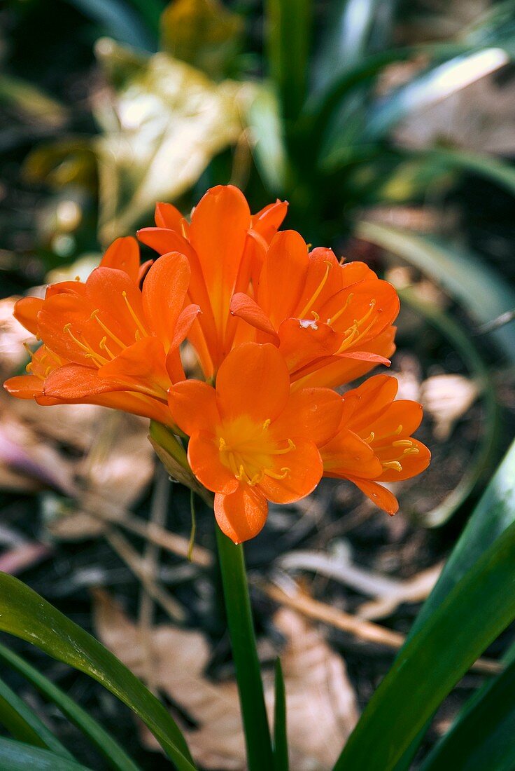 Natal lily (Clivia miniata) in flower