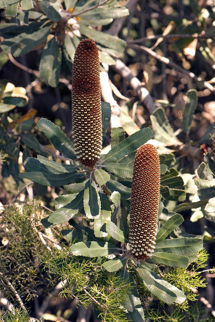 Sceptrum banksia (Banksia sceptrum)