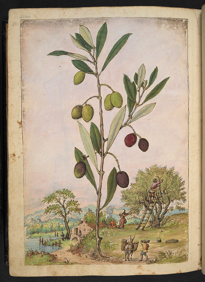 Olive (Olea europaea),illustration