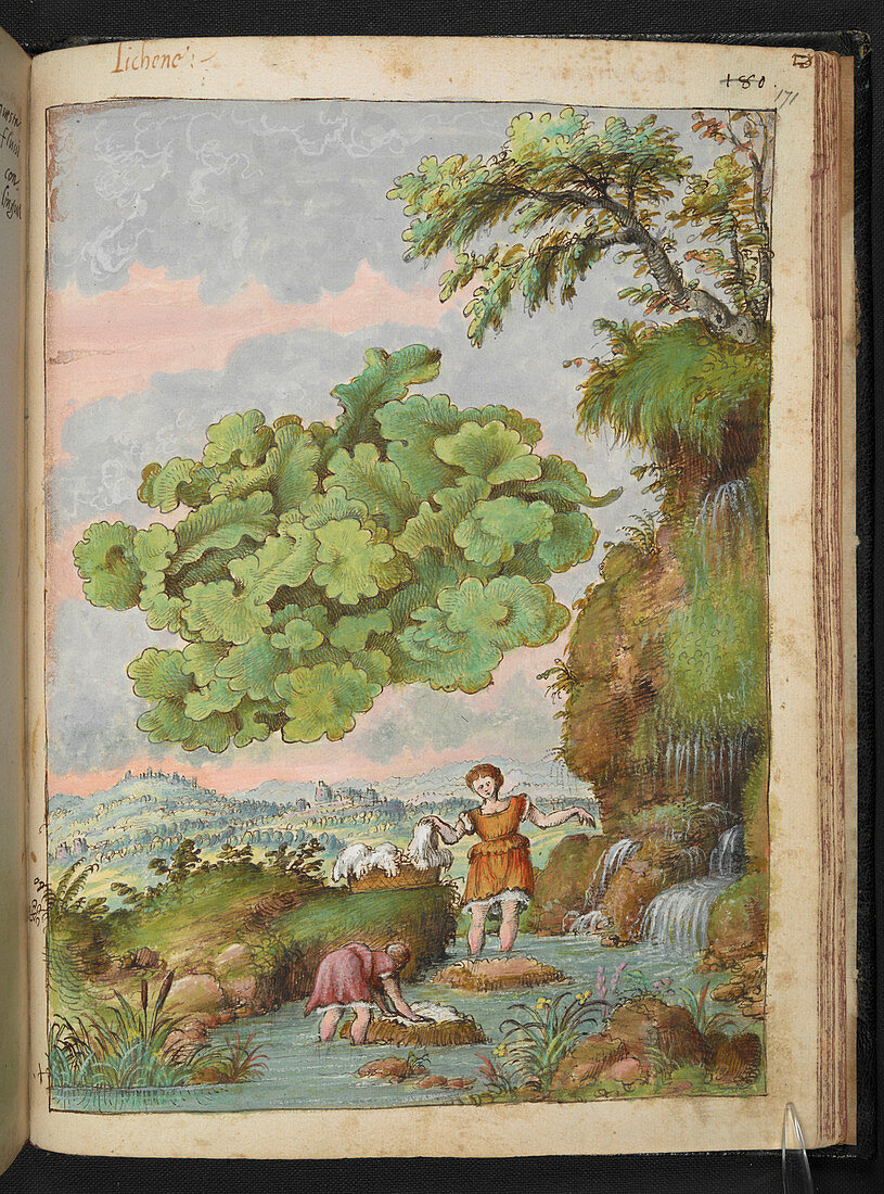Lichen,16th century illustration