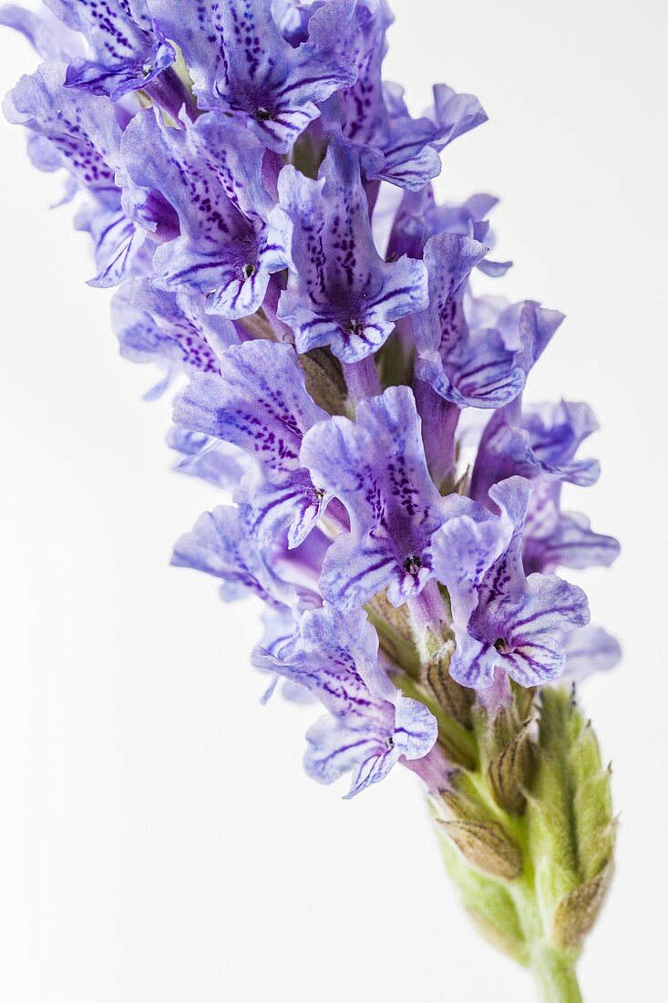 Lavender (Lavandula x christiana)