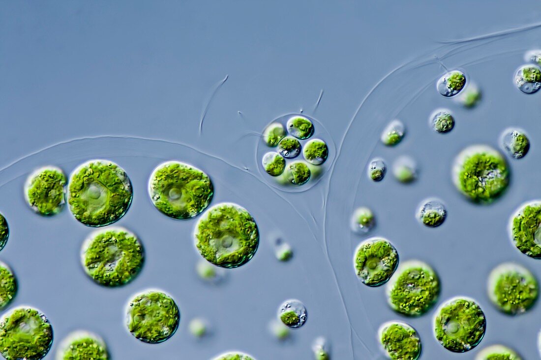 Pleodorina green alga,LM