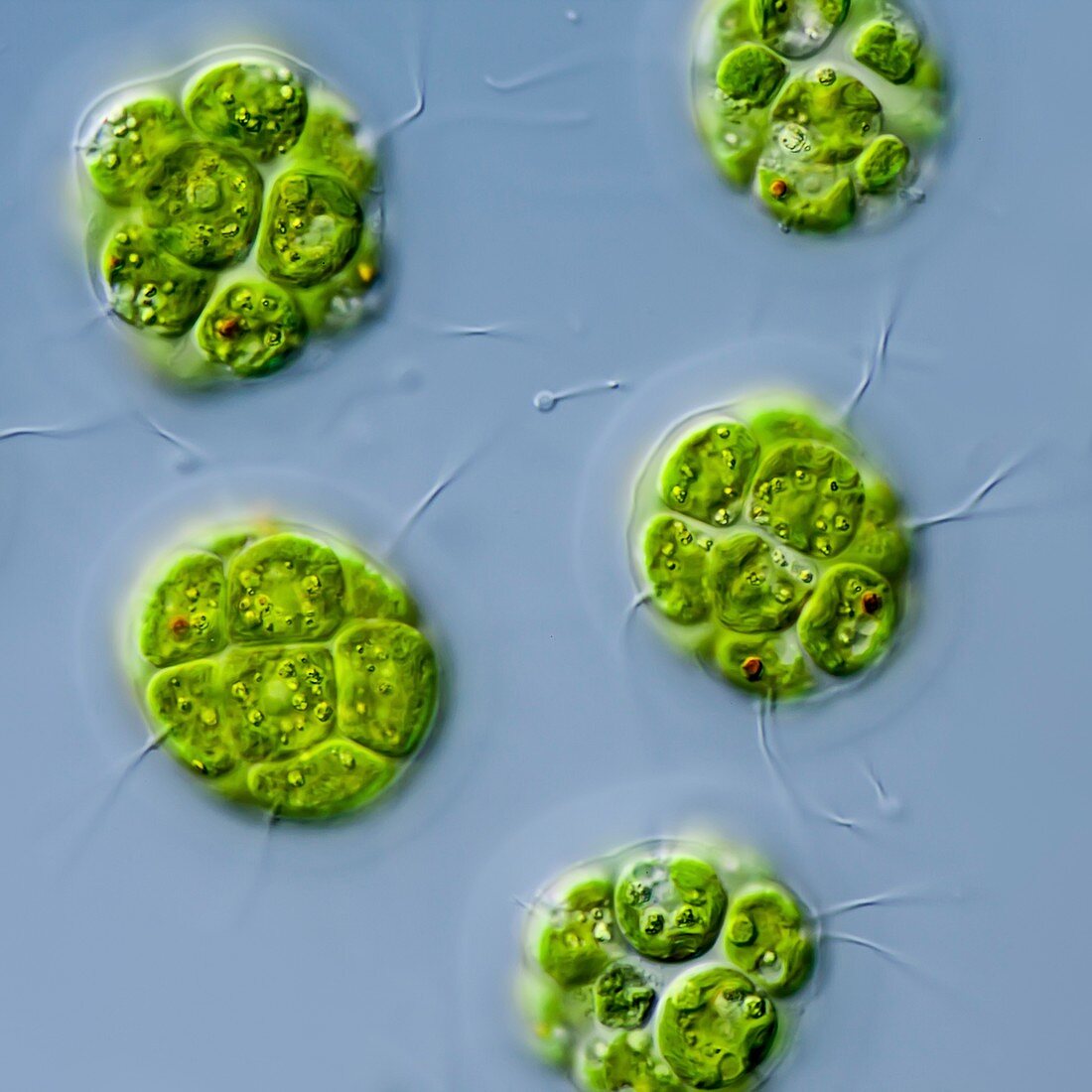 Pandorina green alga,LM