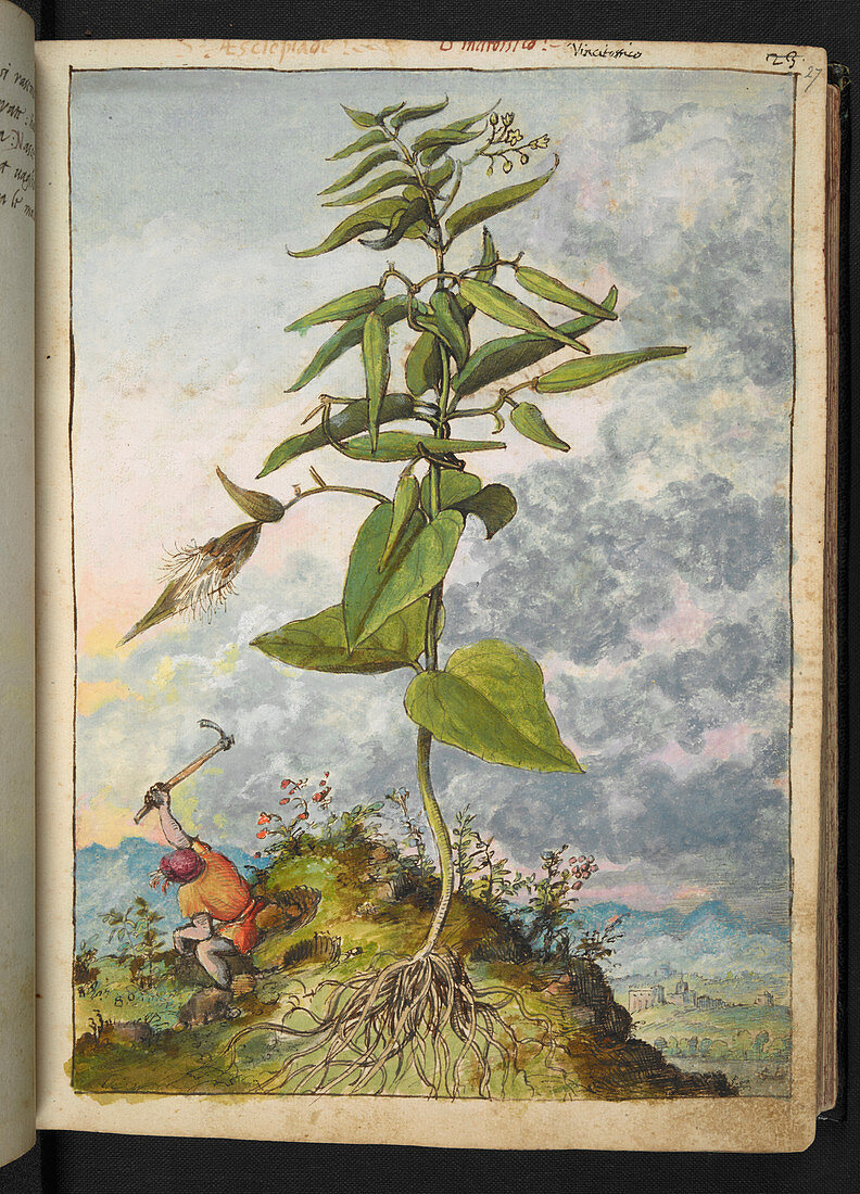 Milkweed (Asclepias sp.),illustration