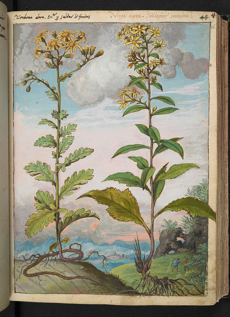 Medicinal plants,illustration