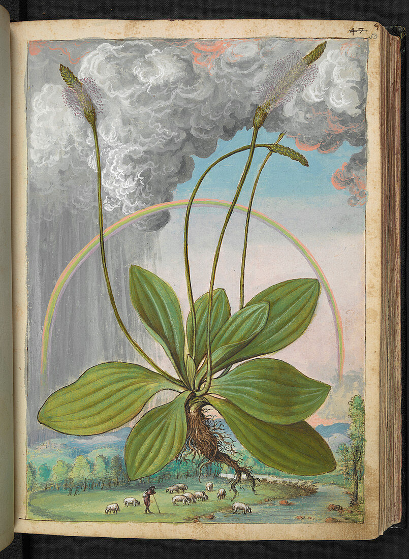 Plantain (Plantago sp.),illustration