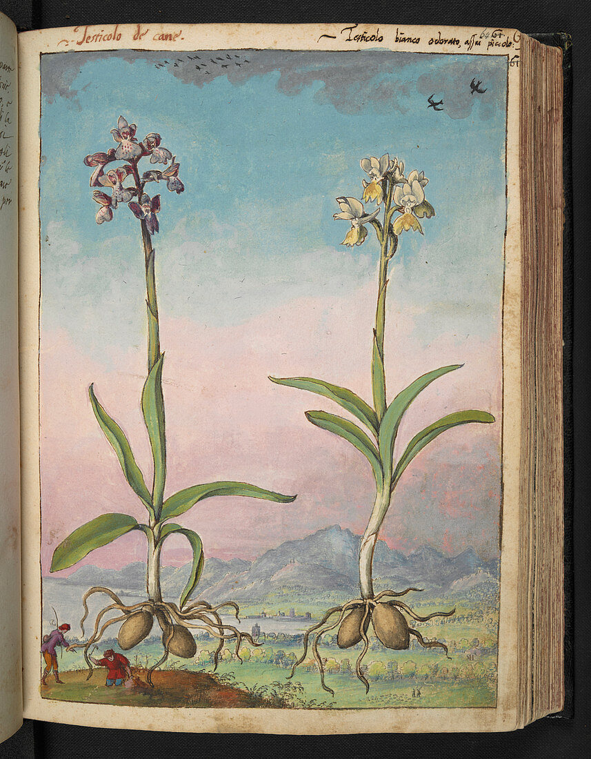 Orchids,16th century illustration