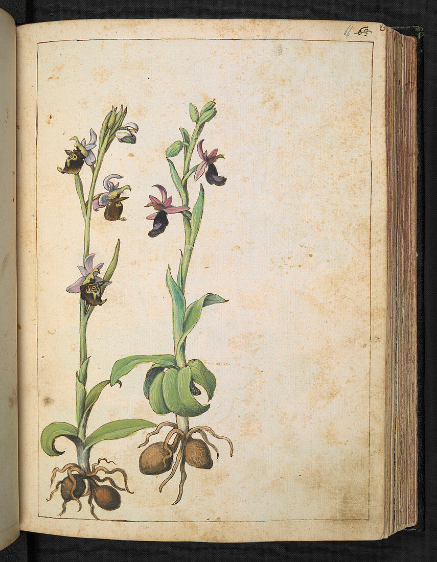 Orchids,16th century illustration