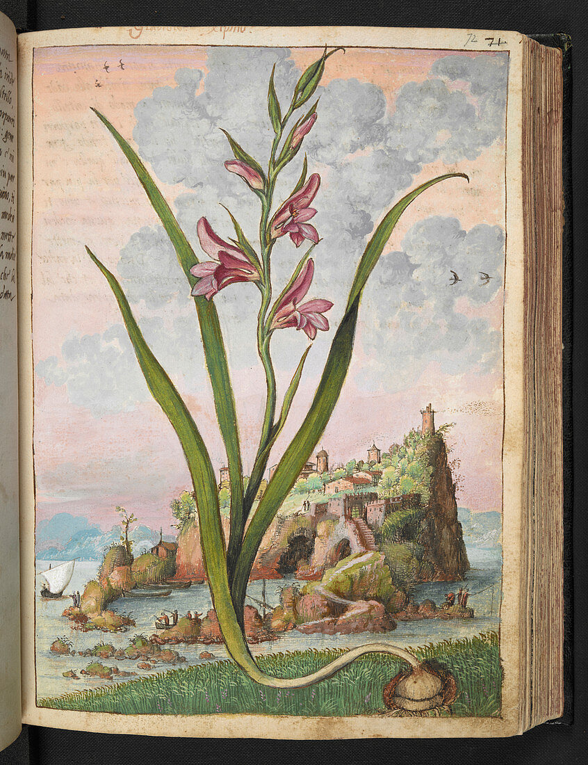 Gladiolus italicus,illustration