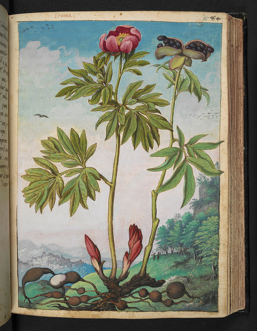 Peony (Paeonia mascula),illustration