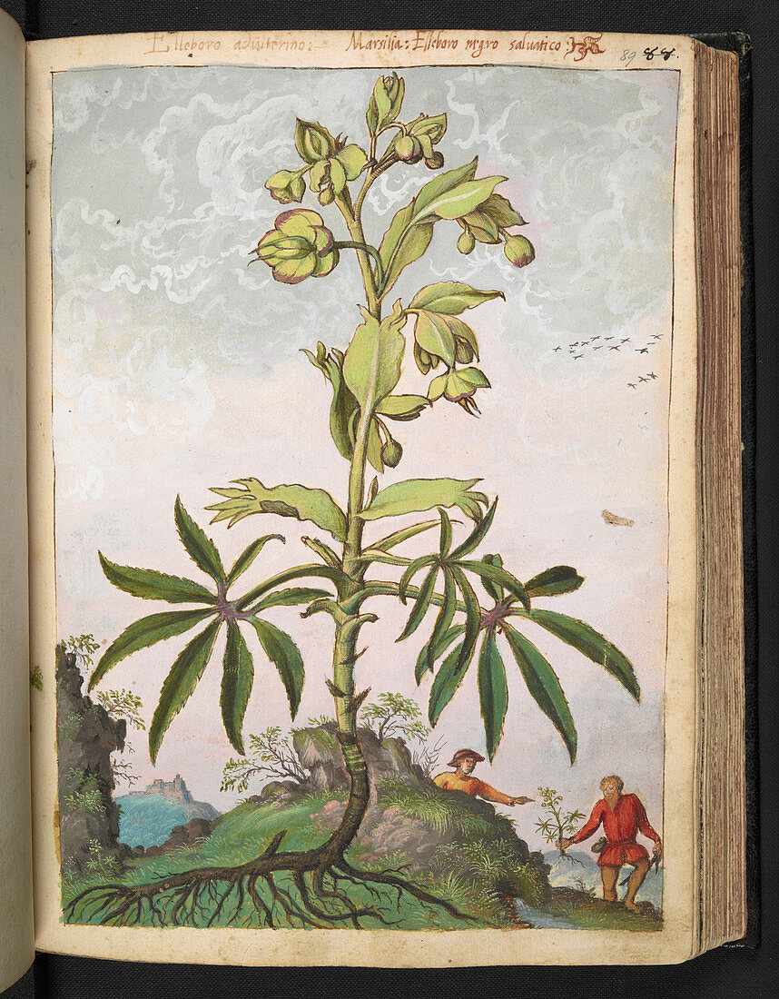 Hellebore (Helleborus sp.),illustration