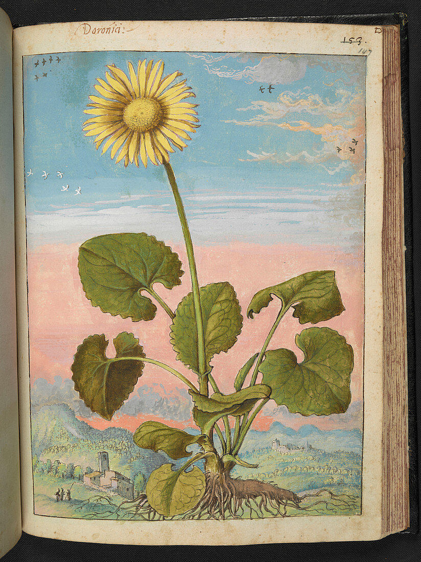 Doronia plant,16th century illustration