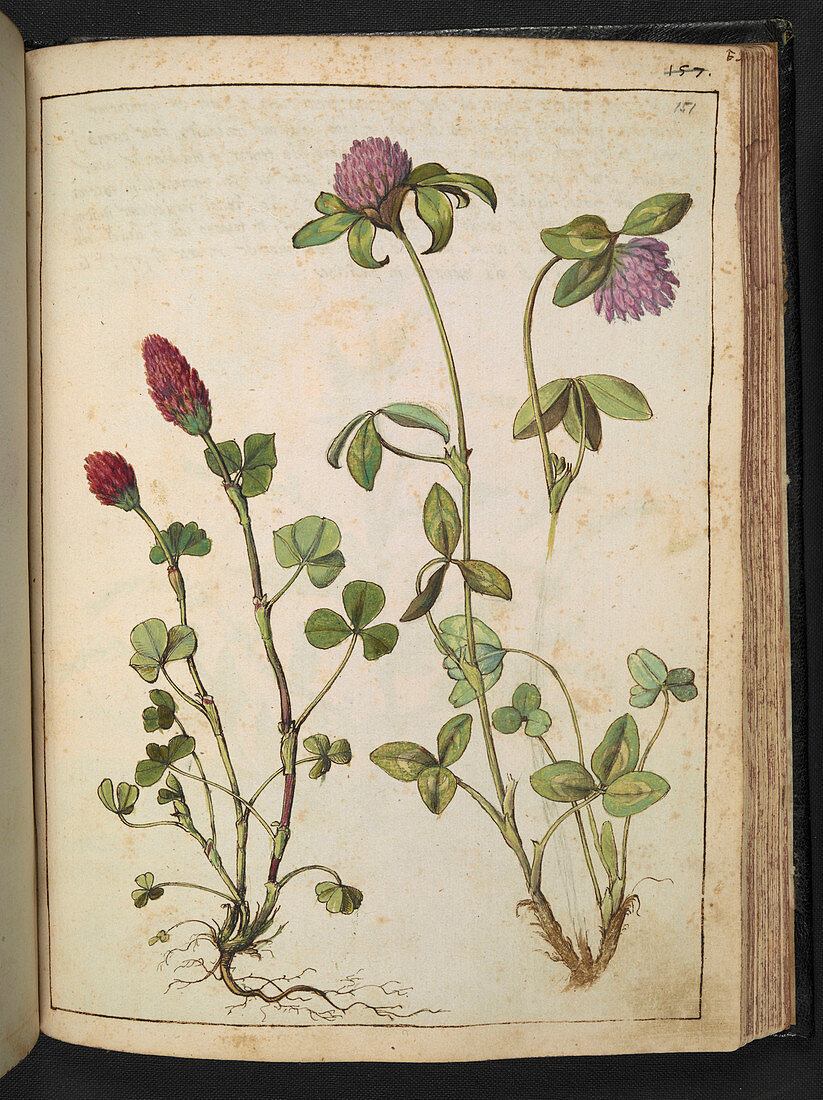 Clover (Trifolium sp.) illustration