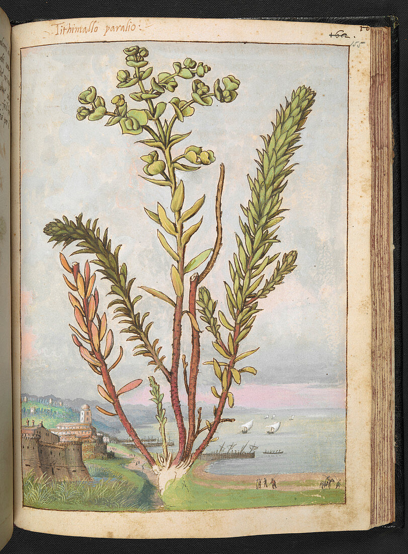 Sea spurge (Euphorbia paralias)