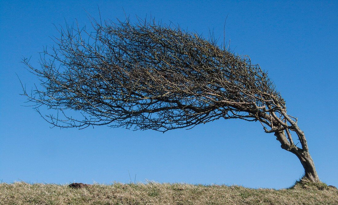 Wind sculpted tree