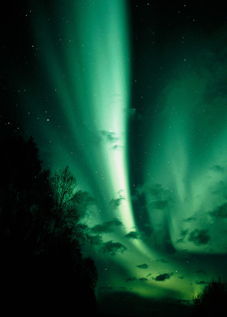 Aurora Borealis or northern lights,over trees