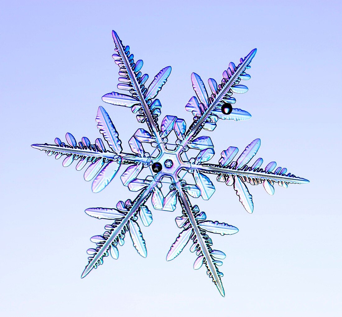 Snowflake,light micrograph