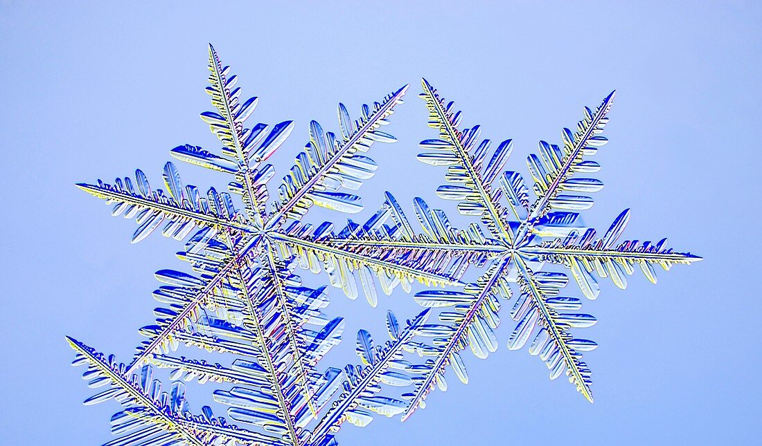 Snowflakes,light micrograph