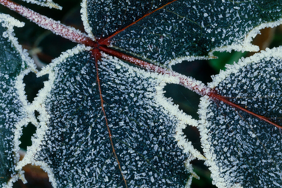 Frost on Mahonia leaves