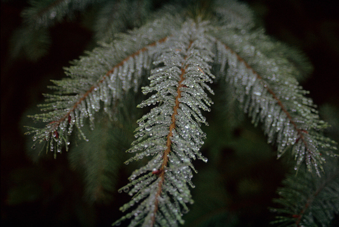 Frost-covered fir needles
