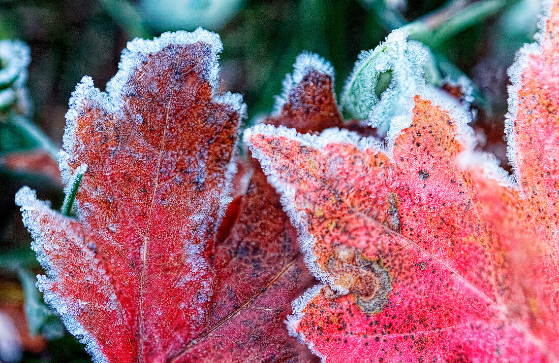 Frost covered maple leaves
