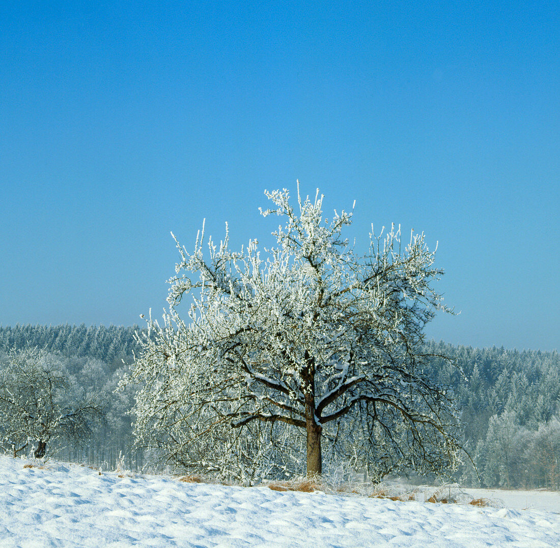 Frost-covered tree