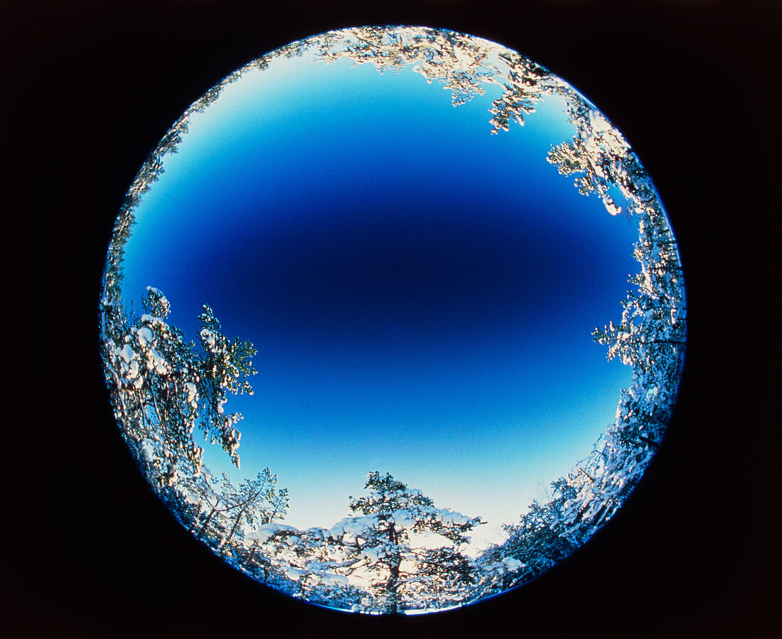 Circular fish-eye view of snowy trees & blue sky