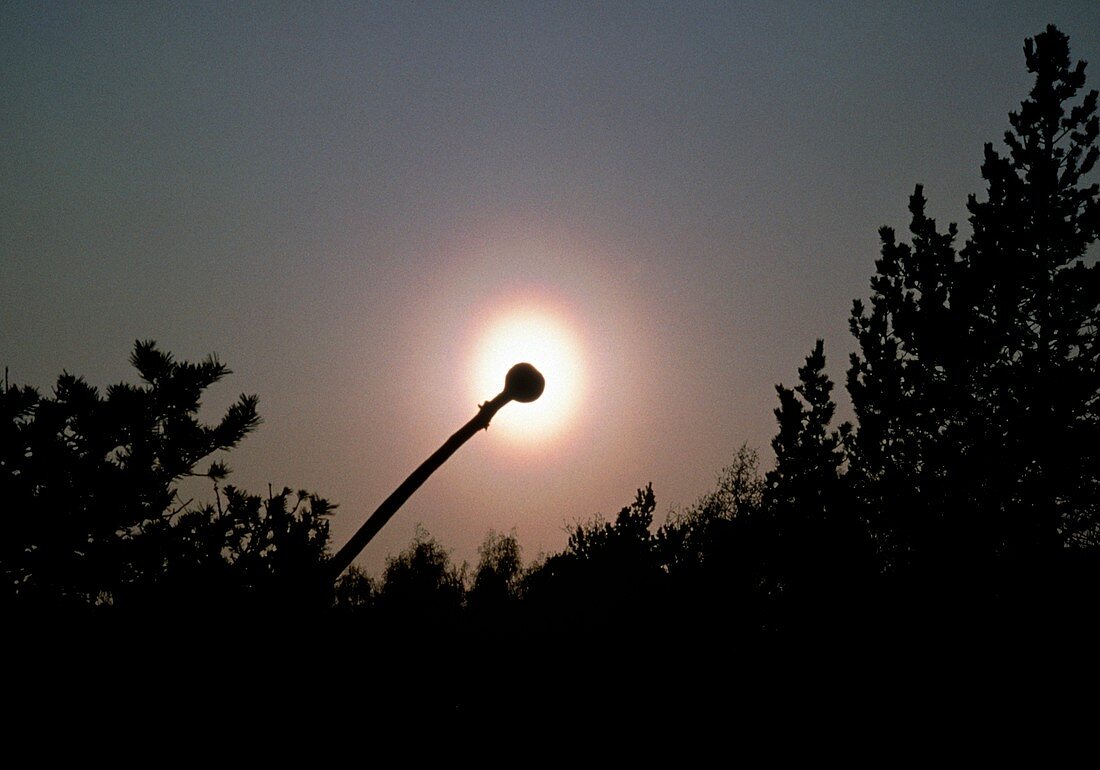 Corona around the sun caused by birch pollen