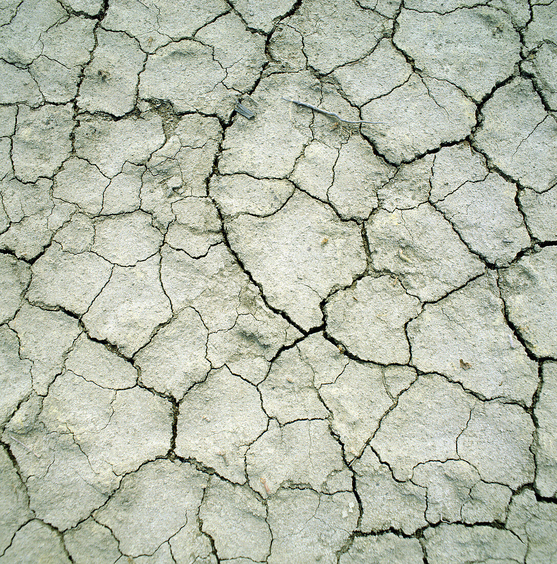 Dried mud of a river bed