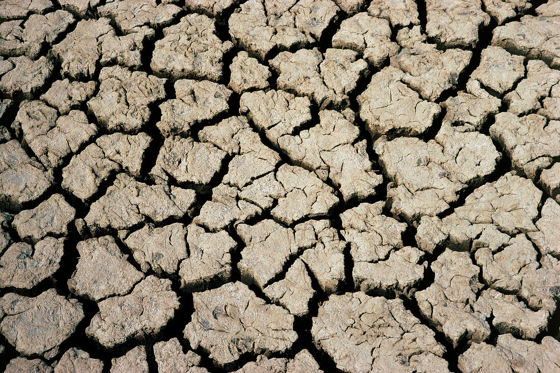 Pattern of cracks in dried mud