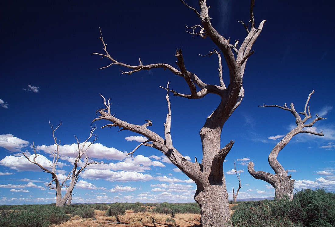 Dead trees