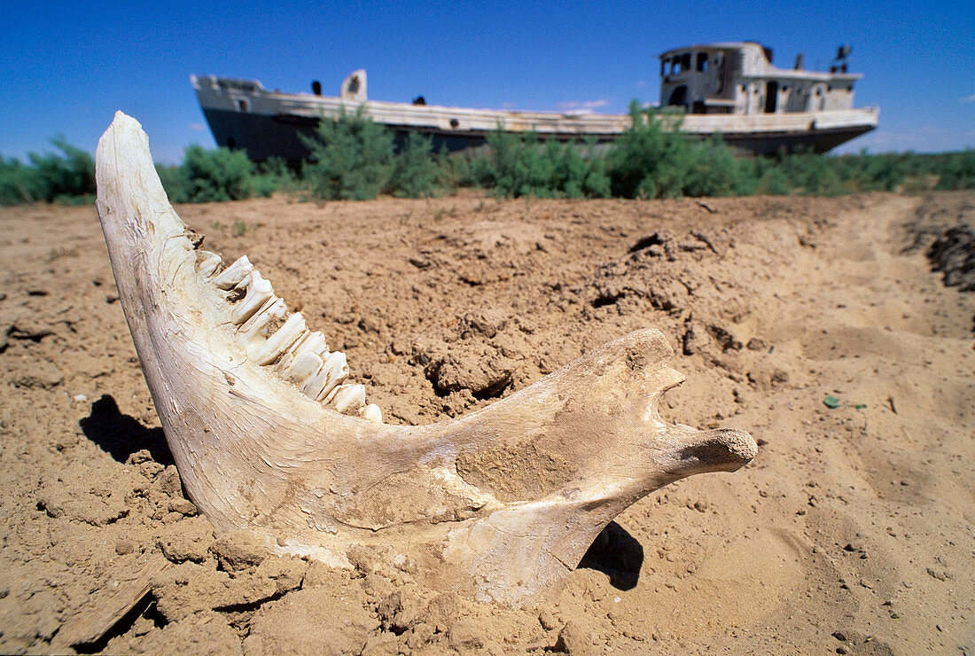 Drying of the Aral Sea,bones and ships