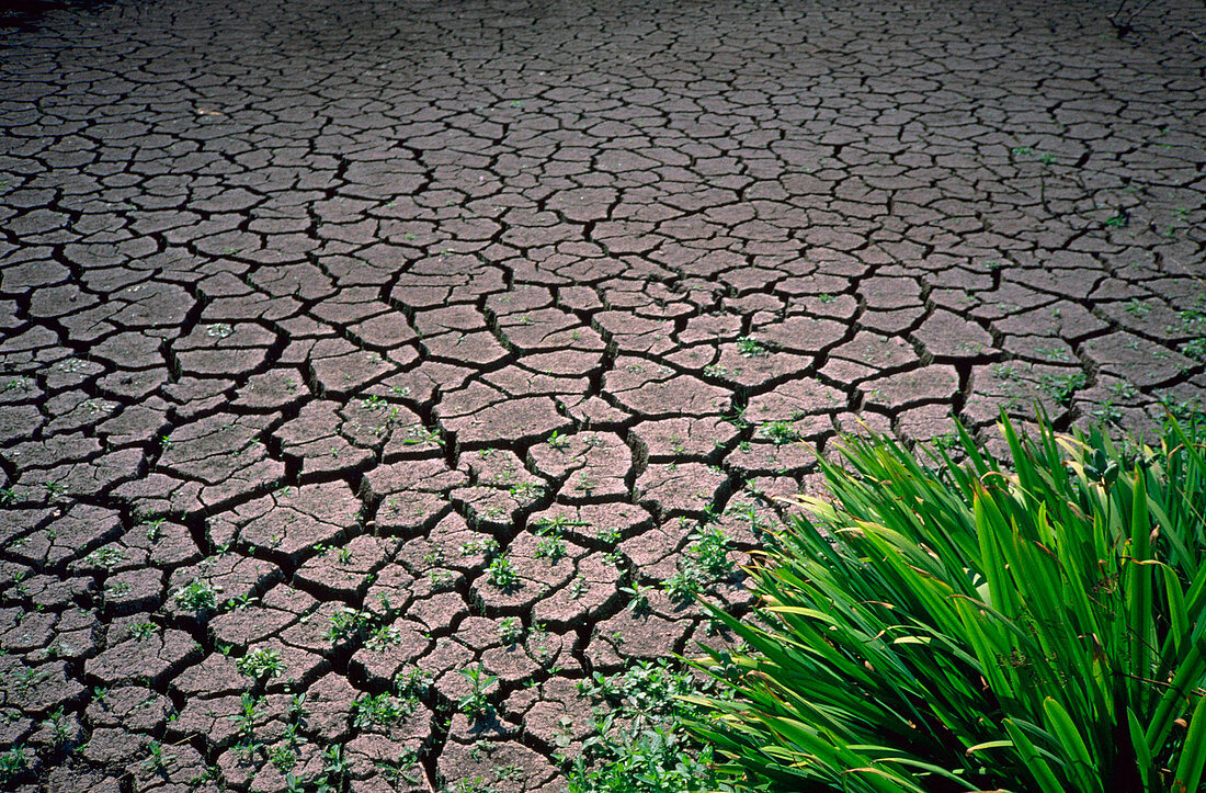 Cracked soil in drought