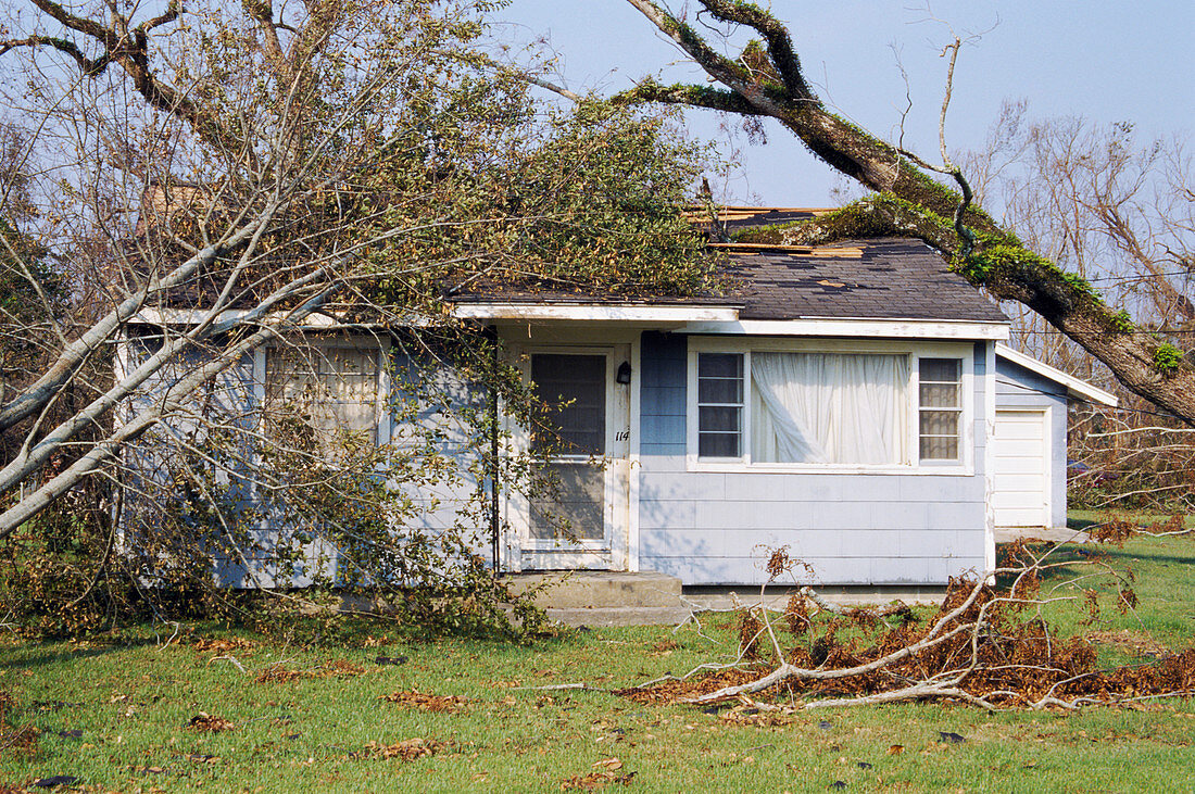 Tree on a house after hurricane Katrina