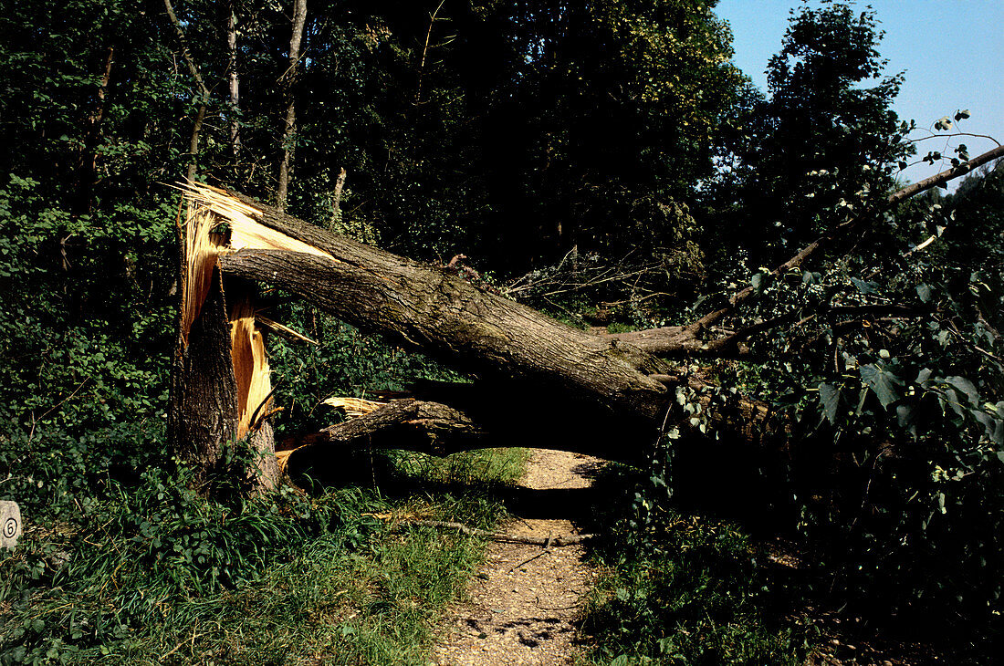 View of a damaged tree after a storm