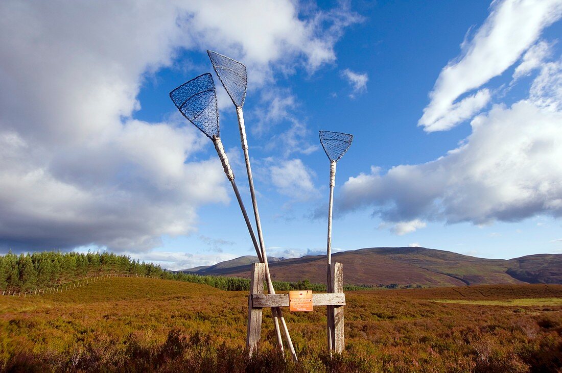 Fire brooms on a heather moor