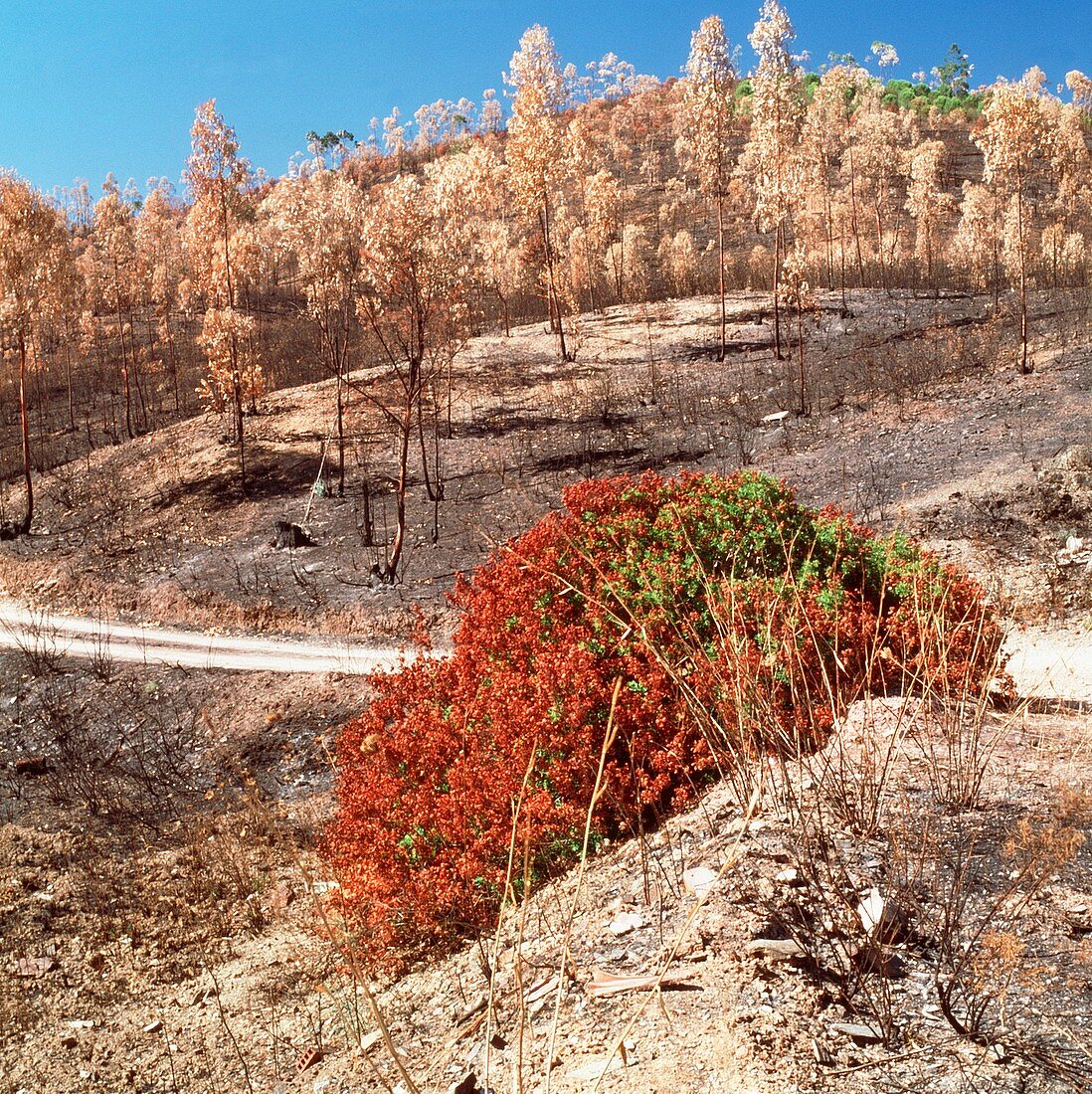 Burnt forest