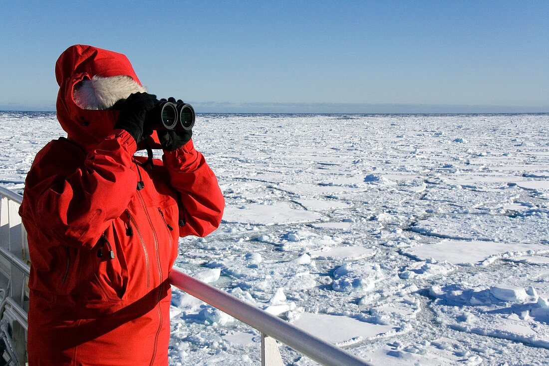 Polar bear watching,Greenland