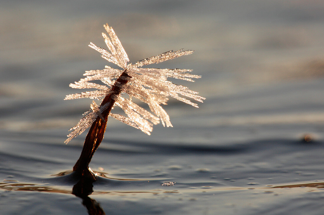 Ice crystals on a waterlooged twig